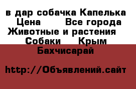 в дар собачка Капелька › Цена ­ 1 - Все города Животные и растения » Собаки   . Крым,Бахчисарай